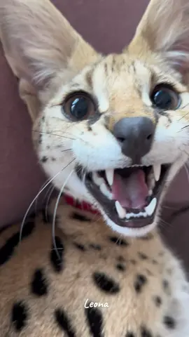 Meowww🤣🤣 Leona❤️#cat #serval #savannahcat #meow #purr #catlovers #kitty #animal #catinfluencer 