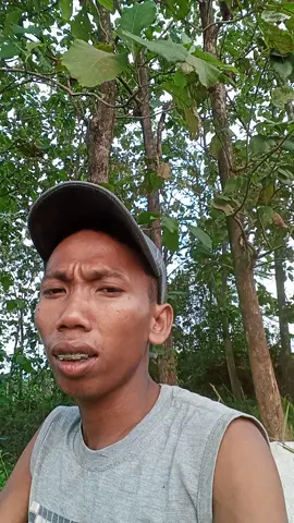 purnama merindu versi lokal