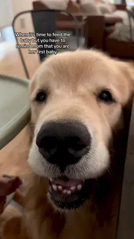 Gib here too pls 👀 #dogsoftiktok #goldenretriever #cheesin #dogmomlife