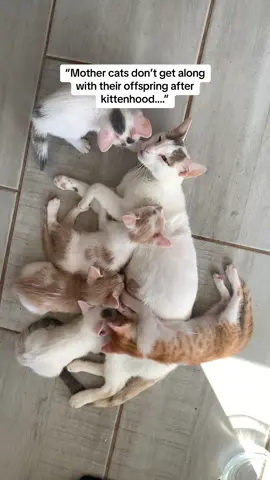 Forever family ❤️ #rescuecat #kittens #wholesome 