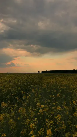 🌼🌾✨