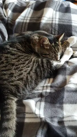 was signed off work for 2 weeks and he was a little dear.  I go back to work and he is a wee shite at night#kittensoftiktok #cat #kitten #catsoftiktok #sleep 