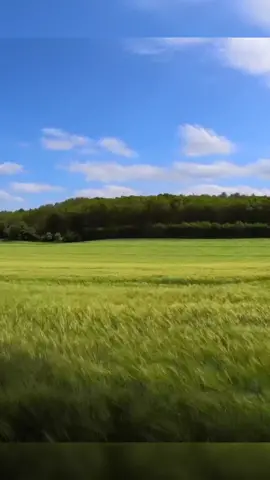 Wind Through Long Grass Sound - Dive into sound#widnes #nature #sound #grass  Follow me YouTube 👇🏻👇🏻 https://www.youtube.com/@Diveintosound Thank you for all the following.🍃💨💨