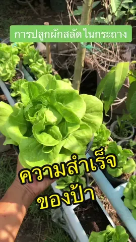 การปลูกสลัดในกระถางครั้งแรกของป้า  #ป้าก้อยออแกนิค #ป้าทําได้ทุกคนก็ทําได้นะ #ความพยายาม #สลัด  #ผักบัตเตอร์เฮด #CapCut 