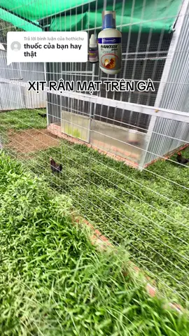 Trả lời @hothichu #traigagiangcantho #giangasill 