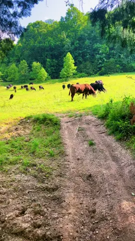 They know where they’re going. Didn’t even need a bucket this time#cattle#family#familyfarm#hay
