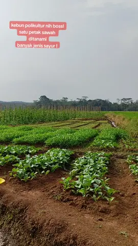 untuk menjaga pasar sayur petani agar tidak merugi akibat stok sayuran dipasar melimpah atau banjir sayuran! menanam sayur lebih dari satu macam dalam satu kawasan. hal ini dilakukan untuk mengstabilkan harga sayur di pasar, karena di pasar sayur berbagai macam. #tani #tanam #sayur #petani #petanimuda #farmlife #sayur #idetani #idebisnis #belajarbareng 