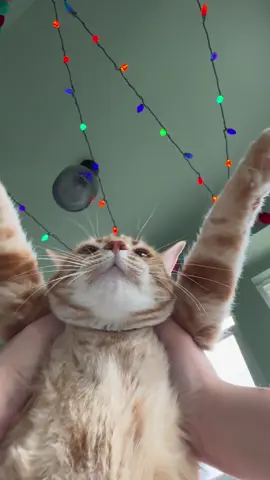 It’s a… papas party? 😑😂🐈      #catsoftiktok #papasparty #fy #orangecat 