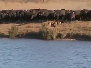 wild buffalo vs lion#animals #animalworld #wildsurvival #wildanimals 