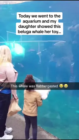 The beluga whale’s reaction was INCREDIBLE 😭😭😭 Follow @Pubity for more #Pubity (Britt Whitney via @ViralHog)