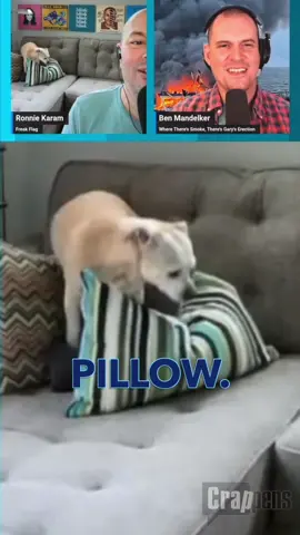 No one works harder than Bueller. #wwcrappens #dogs #funny #podcastclips #bravopodcast 