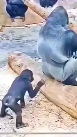 #смехдослез #юмор_видео #смехюмор #рекомендаций #реек