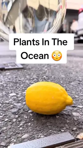 Plants under the water? 😳 Follow me for more curiosity 😲 intro by @studio_comploj #fyp  #foryoupage   #foryourpage  #xyzbca  #trending  #viral  #foryou 