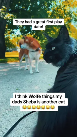 #catsoftiktok #kittensoftiktok #blacksmokemainecoonkitten #cattok #mainecoonsoftiktok #mainecoon #mainecoonkitten #sheba #shebainuoftiktok #shebainu 