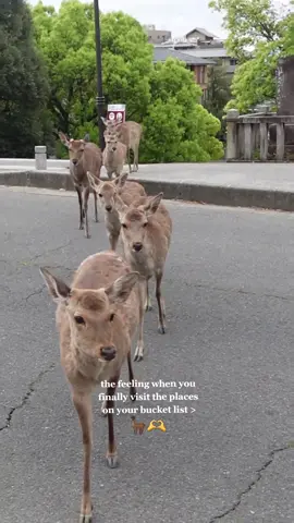 deer crossing #nara #japantravel 