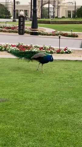 #zabeelpalace #dubai #قصر  #دبي #dubai🇦🇪 #قصر زعبيل #riyadh🇸🇦 #طاووس #‏Peacock #nature #
