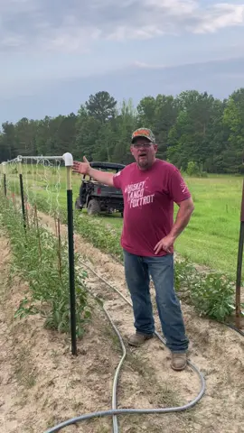 Tomato Trelliseing hack! #3Mississippi #fyp #viral #garden #garden101 #3ms #3mississippi #spring #tomatoes #planthacks #moneysaver #trellises #trellis #trellisgarden #plantcarehacks #homestead #hardwork 