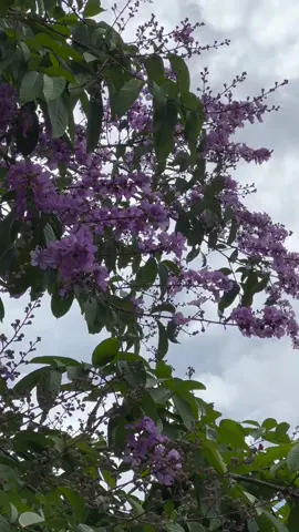 Banaba trees right in front of our home have blossomed 🌸 #banaba #lagerstroemia #plants #botany #philippinenativerees #banabatree #likecherryblossom #flowers #alternativemedicine 