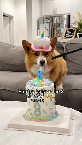 Ruby turned 8! I blinked and my special girl is celebrating her 8th birthday 😭🤍I feel so grateful to have her in such an active and happy state, and I made the wish today and everyday that she’ll live forever. We loveeee her🥹💘#corgi #dogbirthday #dogsoftiktok 