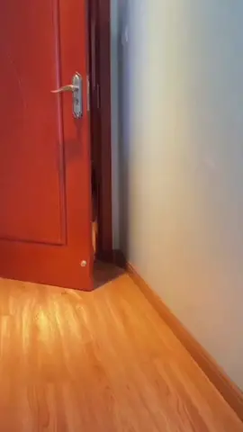 Husky tỏ tình 😋. Gửi video này. Ho crush nha 😁#thegiothucung #pet #husky #daingaohusky #huskylife #videoviral #huskyvideo #videoviral 