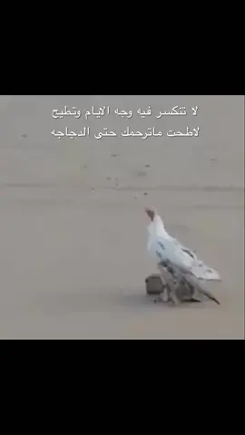 لا تنكسر فيه وجه الايام وتطيح🦅#صقر#حفرالباطن #اكسبلور #shakira #funk #acrostico 