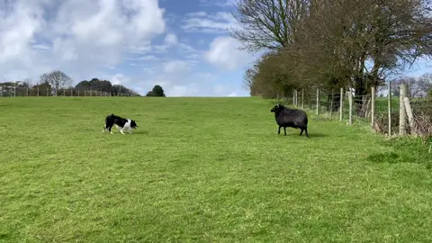 Tip holding a Single 👌 #sheepdog #sheepdogtraining #workingdog #dog #sheep 