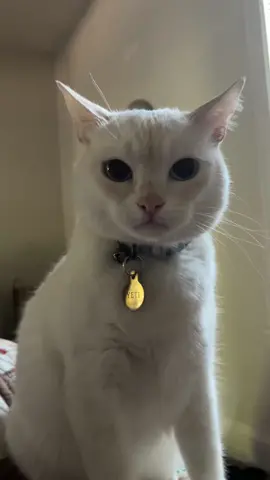 The little huff at the end was personal #yetitok #yetiworld #funnycatvideo #noboit #catsoftiktok 