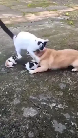 Emak Kucing Melindungi Anaknya    #kucinglucu #kelakuankucinglucu #catlovers #kumpulanvideohewan #animalfunnymoments #tiktokhewanlucu #pecintakucing #animals #videohewanlucu #duniabinatang #animallife #funnyanimals #kucinglucubanget #hewan #hewanunik #funnyanimalsvideos #kucingoyen #animalsstoryid #storykucinglucu 