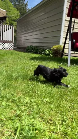 ZOOM PUDDIN ❤️😭 #1jolly1 #dogs #pets #fyp #foryoupage 