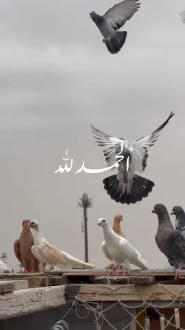 الحمدلله أجمل كلمة..🕊️✨♥️ #oops_alhamdulelah #الحمدلله_دائماً_وابداً #اللهم_لك_الحمد_ولك_الشكر #اللهم_لك_الحمد_ولك_الشكر_حتى_ترضى #اللهم_لك_الحمد_كما_ينبغي_لجلال_وجهك 
