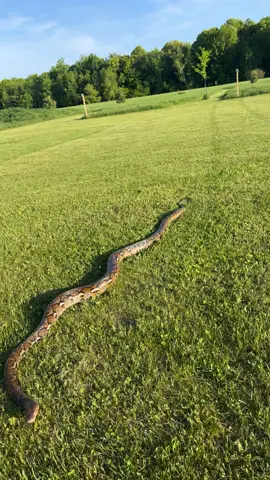 When the kids see a grass snake in the yard… nope rope #tntgundrum #dexterthepython #grasssnake #sarcasm #funny #noperope🐍  #noperope #backyardreptiles #stillgrowing  