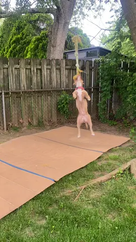 Here you can see a 2 year old pitbull getting some core workouts on the rope that we installed. This little girl goes crazy for this rope and will go for hours#pupontherun #dogsoftiktok #nj #pitbull #rope #crazydogs #jade #offleashdog #beastmode 