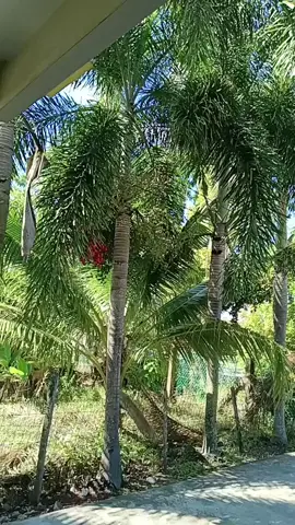 Pohon Palem/Pinang Botol 
