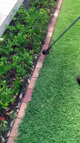 Grass cutting. #grass #garden  #normal #people #ok #todos #personas #florida #grama 
