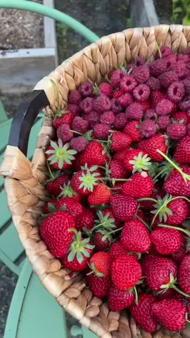 Raspberry harvest 😋🫶🏻 #growyourownfood #raspberry #zone9garden #gardenharvest #organic 