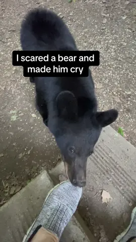 I scared a bear and made him cry #bear #foryou #cub #wildlife #Love #fypシ #scared #animals #viral #video #laugh #teddy #poobear #coco #nature #usa #funny 