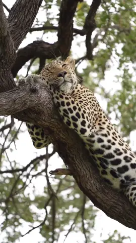 Sundays be like 💤  Shot in the Thornybush Reserve for africa - the lodge where you have a very high probability of seeing a leopard with your own eyes. 