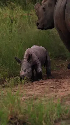 Yesterday’s gamedrive at in awe. Witnessing a rhino cow with her newborn calf, only hours old, was a moment of pure magic. It’s an extra special and joyful sight to see a new rhino baby, as these magnificent creatures are still facing threats from poaching. The scene of this devoted mom gently encouraging her precious offspring, completely at ease with our presence, moved us all to the depths of our souls. It was truly a once-in-a-lifetime moment that will forever be etched in our hearts. 