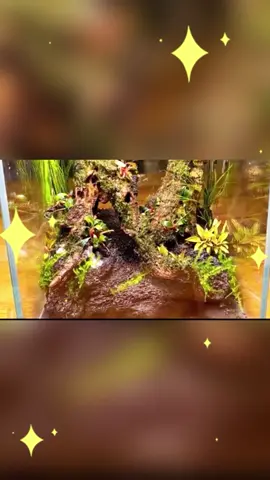 Planted aquarium fish tank #landscape #aquascape #fishtank #plantedtank #plantedaquarium #planted #grass #fish #aquarium #fyp