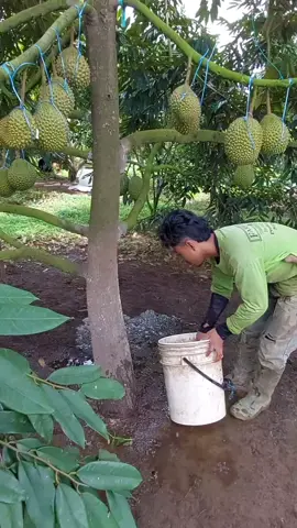 Durian Musang King#Musang #BuahDurian #Durian #pohondurian #pupukhayati #durianlover #durian #duriantraveler #durianranahminang #pupukorganik #pupukhayati 