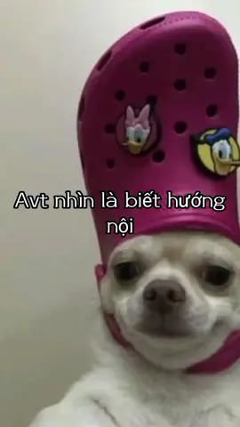 Đảm bảo nhìn phát biết luôn =)) #xh #fypシ #fyp #xuhuong #avatar 