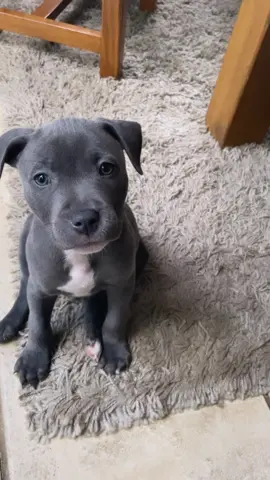 Puppy 🫶🏽  #staffylove #bluestaffy #adorablepuppies #bulliesoftikitok #dogsforyoupage #viraldog #mybabydog #staffydogoftiktok #bluestaffypuppies #adorabledogvideos #bluestaffypuppy #viraldogsontiktok #staffyseal #staffysmile #kanothebluestaffy 