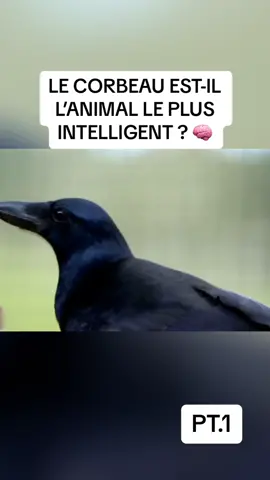 Le corbeau est-il l’animal le plus intelligent ? #corbeau #nationalgeographic #reportage #nature