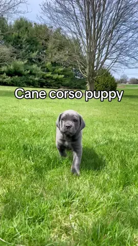 The name is Jinbe!! Im just a cane corso puppy 😆 #canecorso #dogmom #newpuppy #canecorsoitaliano #canecorsowithfloppyears #onepiece #jinbe #jimbei #PetsOfTikTok 