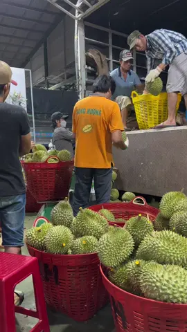 Cái nghề Sầu này là nó như vậy đó ae. Kiếm tiền bằng cái nghề gai góc này. #sauriengri6mientay #fruit #saurieng #tráisầuriêngcute #sauriengri6 #nôngsảntốt #quảsầuriêng #sầuriêngkhổnglồ #tráisầuriêng #kinhdoanh #durian #ănsầuriêng #tiktokvietnam 