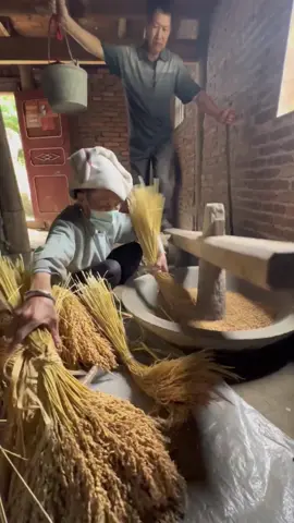 How to harvest rice in China!