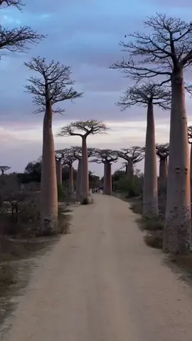 📍Madagascar, East Africa 🌍 The African baobab is also known as the “Tree of Life,” and for good reason. This massive tree can store up to 120,000 liters of water in its trunk, providing a valuable resource during dry periods. The tree also produces a nutrient-dense fruit and provides habitat for numerous species. 🌍Follow us to see more @nomad_nation_and_co 🌍 . . . . #nature #naturelovers #tree #destination #destinations #beautifuldestinations #travel #travelling #eastafrica #madigascar #africa #natgeo 