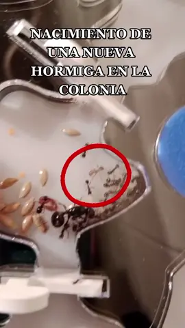 La vida de las hormigas es súper fascinante... cada día me sorprenden más... espero que a vosotros también!! 😁 #animals #animales #ant 