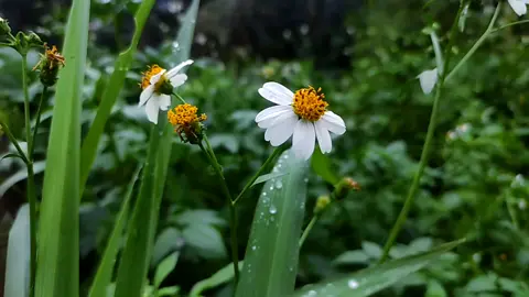 Hanya Bunga Biasa, #floweraesthetic #NatureCinematic #flksyaguys🥰biarrame🥰 #flks #cinematography #aestheticvideos 