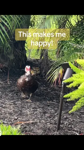 Happiness can be found absolutely everywhere!  🤩Taking the time to appreciate it  only takes a few moments but the feeling lasts.   People wonder why I smile so much.  It’s because I store monents of happiness like these💛  #happinessisyou  #babyducksaresocute  #smile 